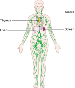 lymphatic system, physical therapy