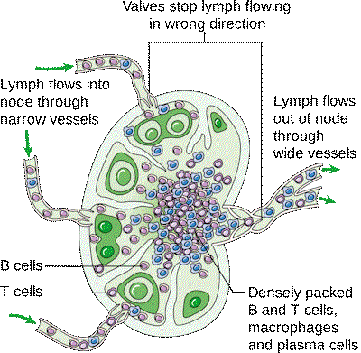 lymph node, lymphedema treatment 