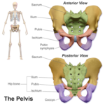 Physical Therapy For Pelvic Pain | Suwanee, Ga | Above PT