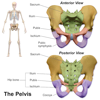 What is Pelvic Girdle pain? - Therapists in Galway : Therapists in